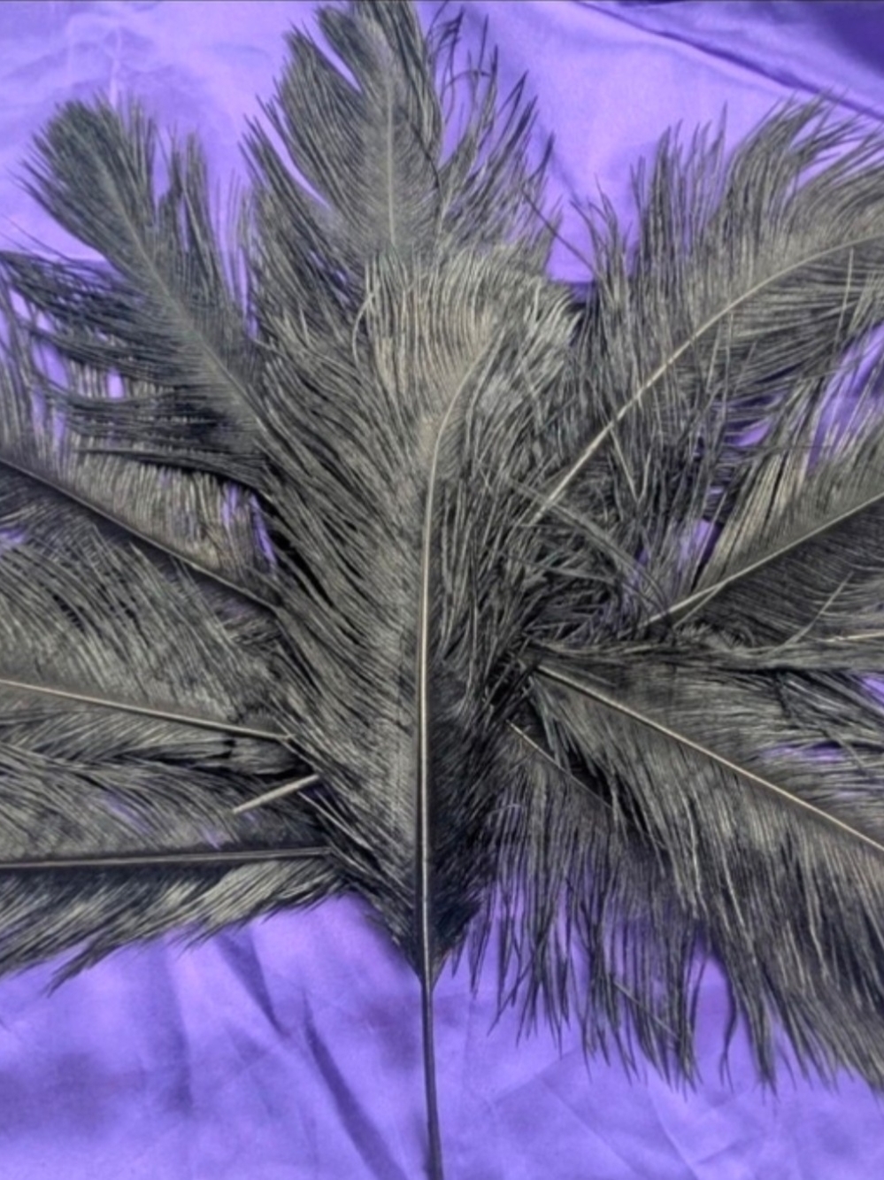 Black Decorative Ostrich Feathers  2 Dozen $25